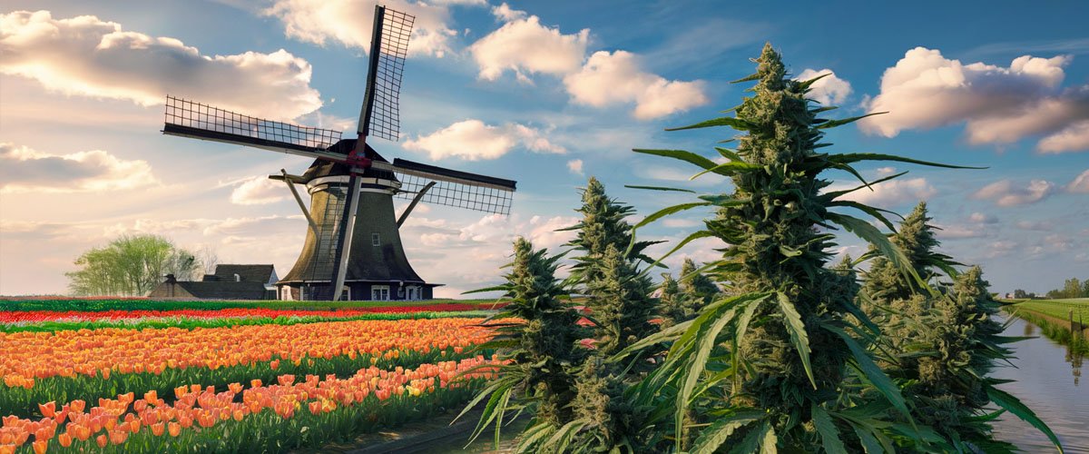 Legal Dutch Cannabis Retail Obstacles: Wiet Experiment Delays