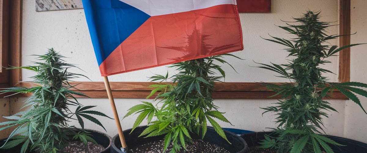 Czech Proposes To Legalize Cannabis Cultivation & Possession For Personal Use