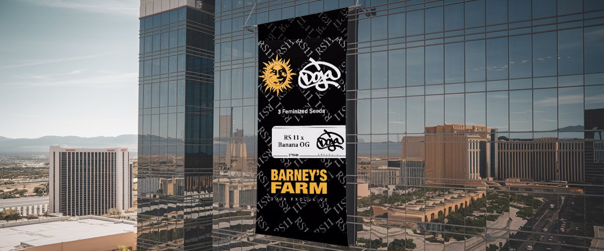 Barney’s Farm and DojaPak Release RS11 x Banana OG Feminized Seeds