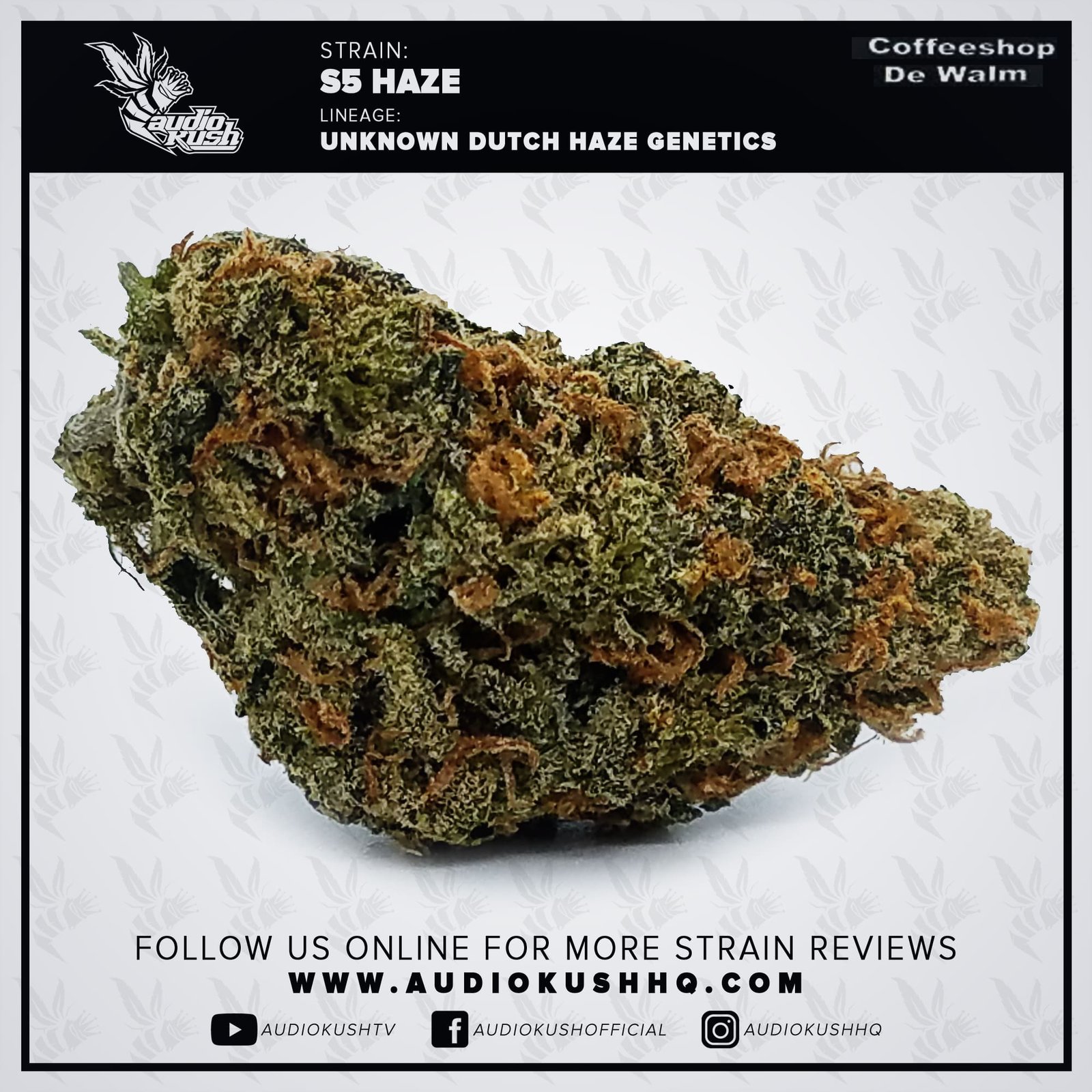 Strain Review: S5 Haze (Flower) | AudioKush