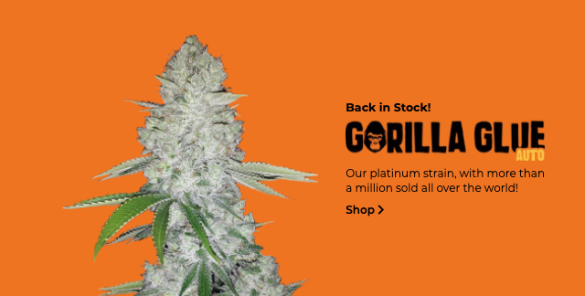 Gorilla Glue Automatic seeds FastBuds