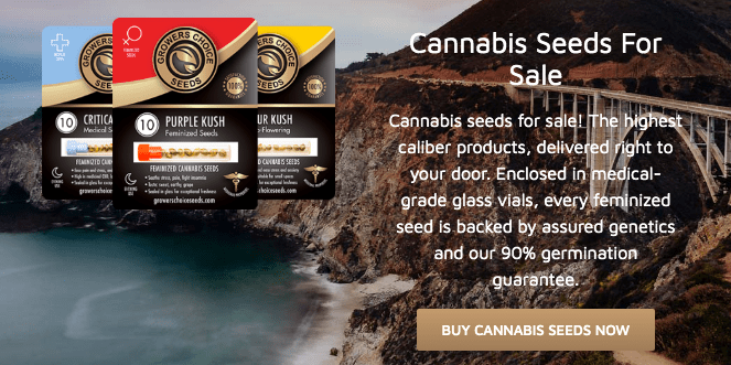 grower's choice cannabis seeds buy now