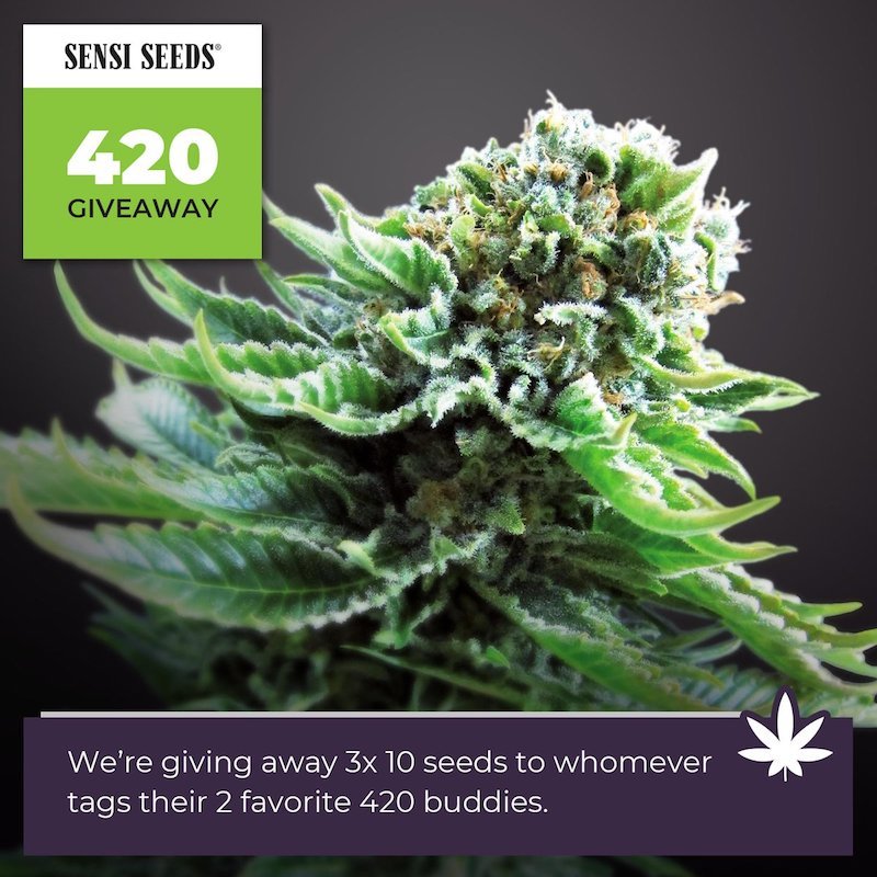 Where Did 420 Come From, And Where Is It Going? - Sensi Seeds