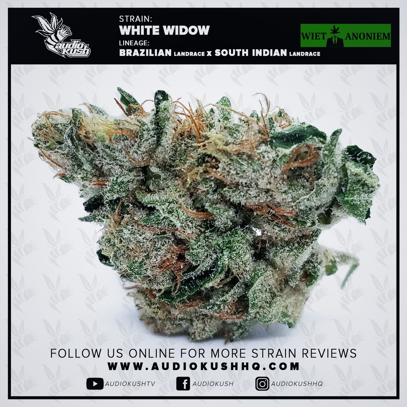 White Widow is a 60/40 hybrid strain that gained popularity in the mid-90s after its first (of many) award at High Time Cannabis Cup in 1995, placing 1st in the Bio category. Originally bred by Green House Seeds in Amsterdam, has become a staple in not only Dutch coffeeshops, but around the globe. White Widow’s compacted buds, covered in robust white trichomes, have a faint earthy scented fragrance. When broken up you can get a nice whiff of the intoxication that is to come. 