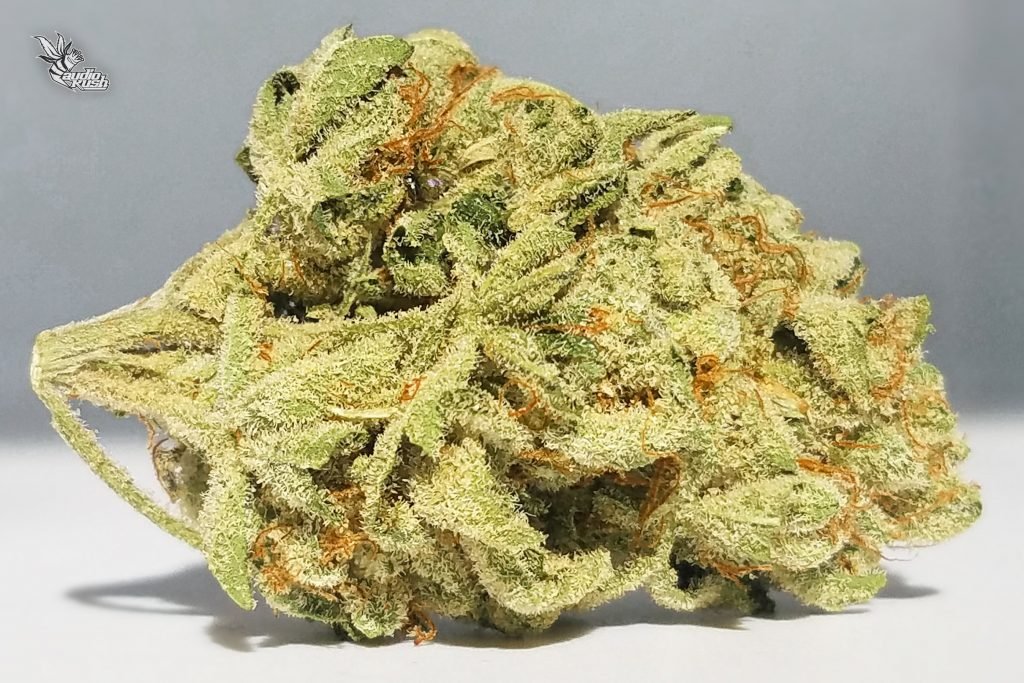 Testing at 24% THC, the hybrid strain Headband is perfect for both Sativa and Indica lovers.  