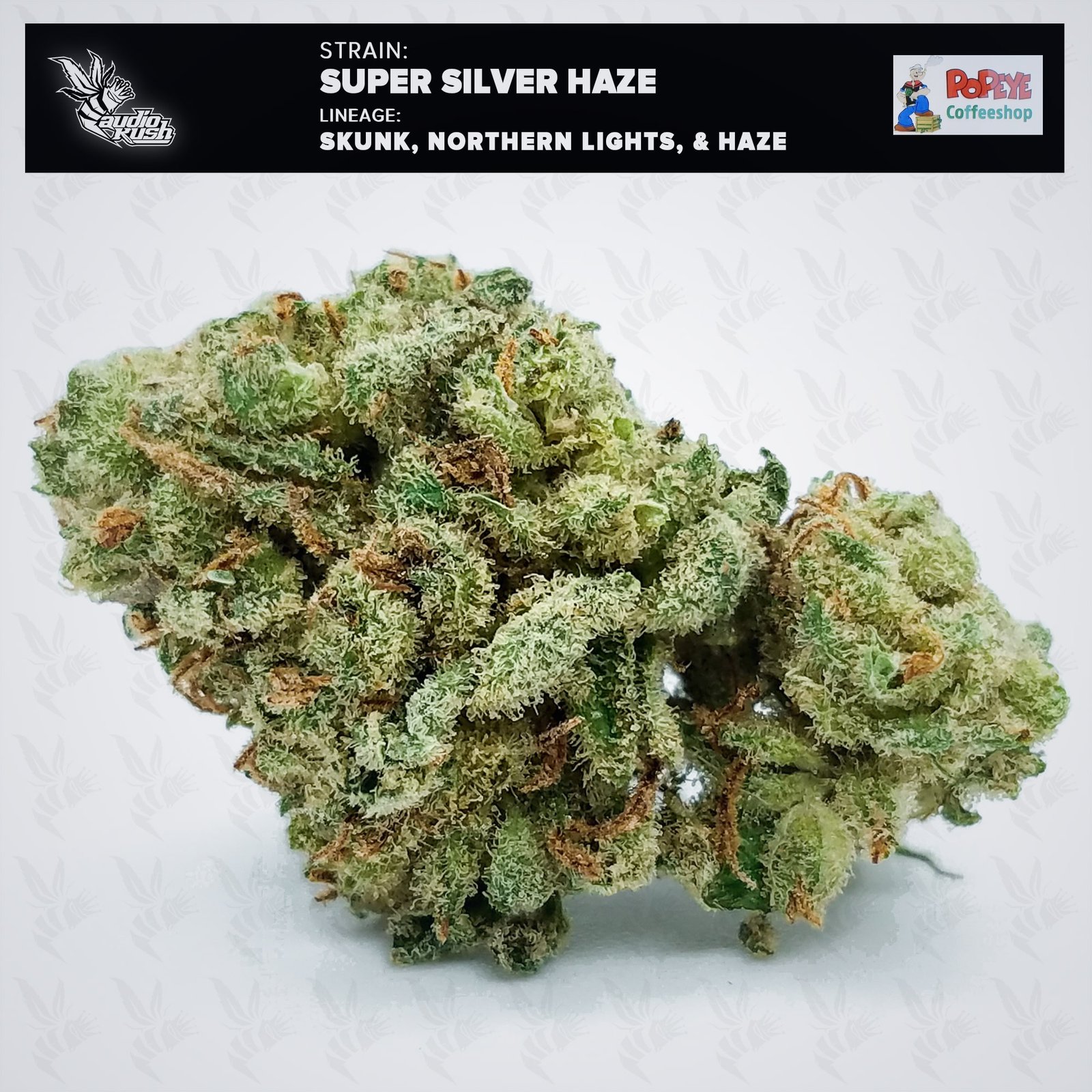 The strongest strain we tested at Coffeeshop Popeye was Super Silver Haze. Super Silver Haze's potency tested at 26%. 