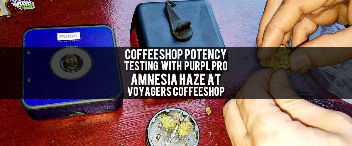 Testing THC & CBD of Amnesia Haze at Coffeeshop Voyagers with Purpl Pro. Cannabis potency test.