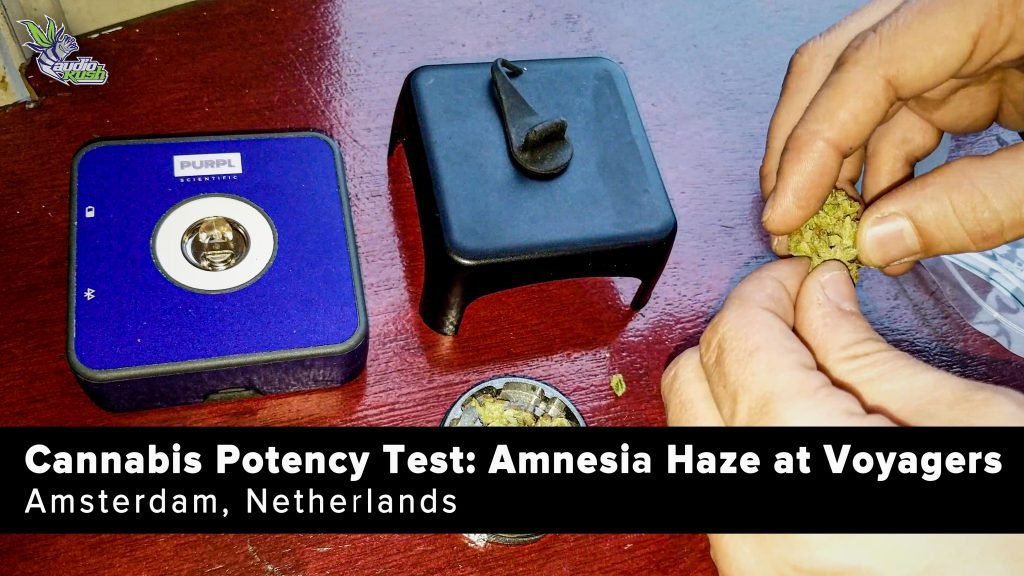 Watch this Amnesia Haze potency test at Voyagers Coffeeshop in Amsterdam on our YouTube channel.