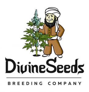 divine seed squish the summer high gold sponsor logo