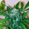 Gorilla Cookies auto – 5 Pack – Autoflower – Seedstockers - Image 4