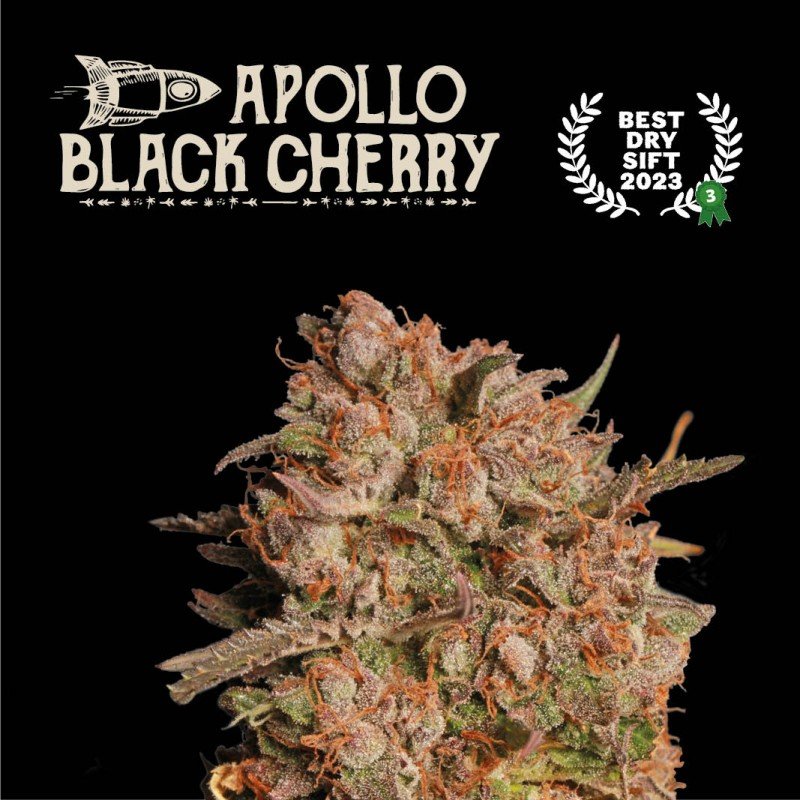 apollo-black-cherry-auto