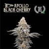 Apollo Black Cherry auto – 3 Pack – Autoflower – Seedstockers Superior - Image 3