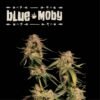 Blue Moby seeds – 3 Pack – Feminized – Seedstockers Superior - Image 2