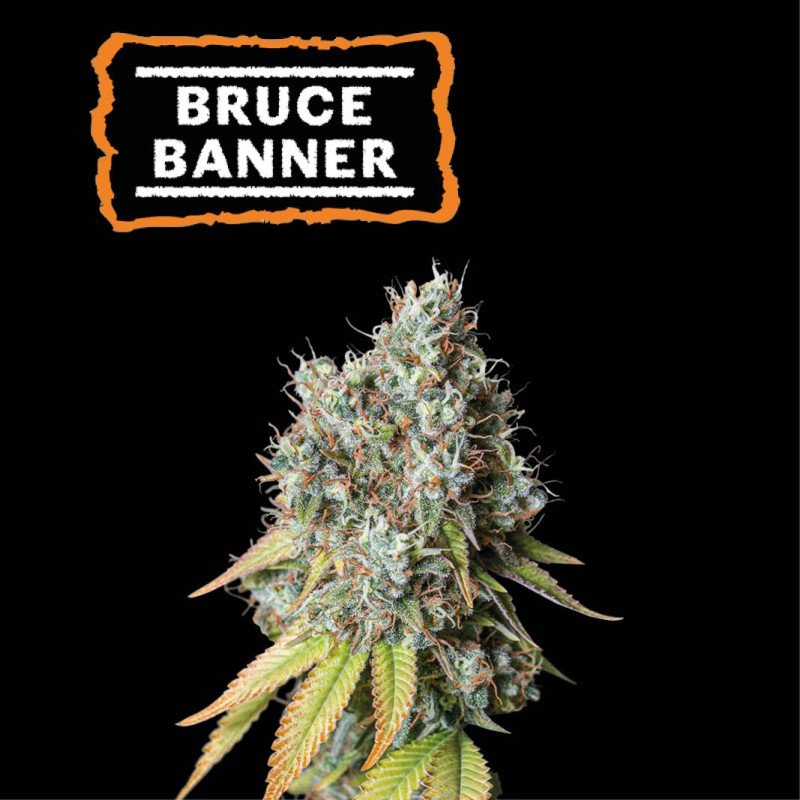 bruce banner auto seeds seedstockers