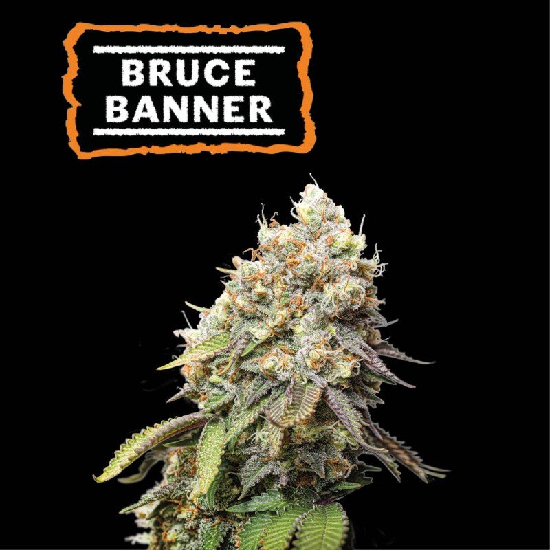 Bruce Banner seeds feminized seedstockers