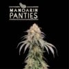 Mandarin Panties seeds – 3 Pack – Feminized – Seedstockers Superior - Image 3
