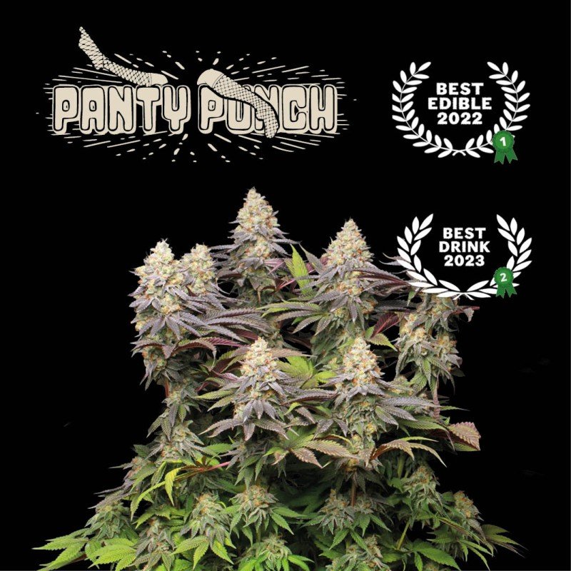 panty punch seeds feminized seedstockers