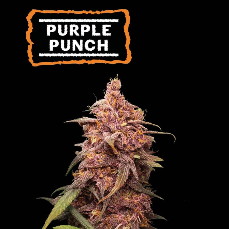 purple punch seed feminized