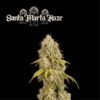 Santa Marta Haze seeds – 3 Pack – Feminized – Seedstockers - Image 2