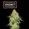 Sherbet seeds – 3 Pack – Feminized – Seedstockers - Image 2