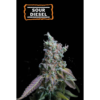 Sour Diesel auto – 3 Pack – Autoflower – Seedstockers - Image 2