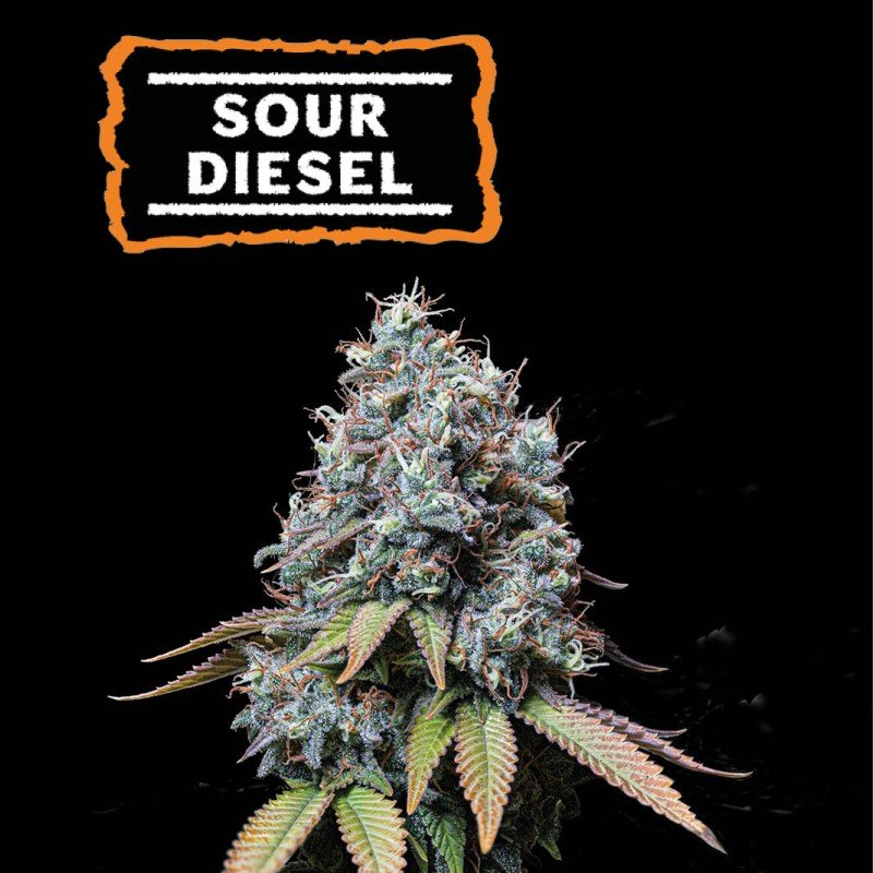 sour diesel seeds feminized seedstockers