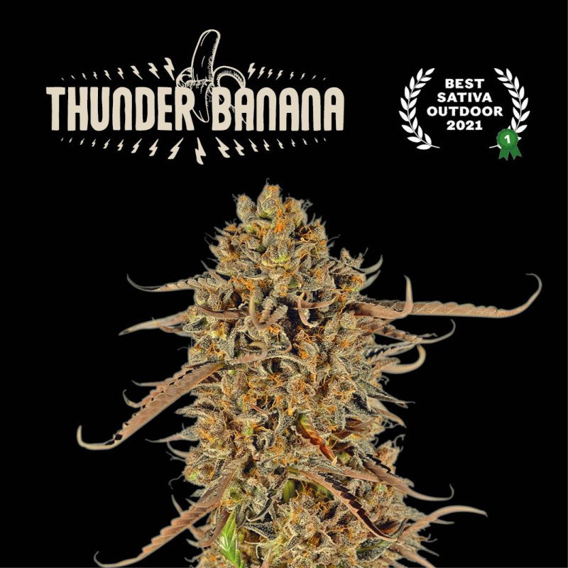 thunder banana seeds feminized seedstockers