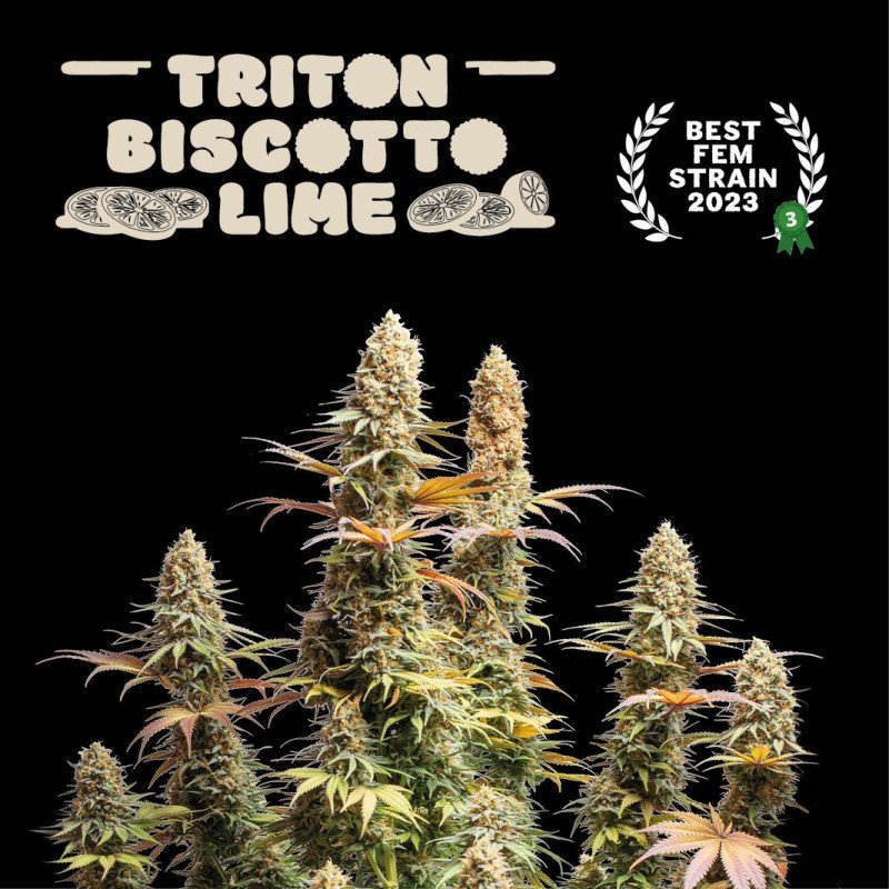 triton-biscotto-lime-feminized