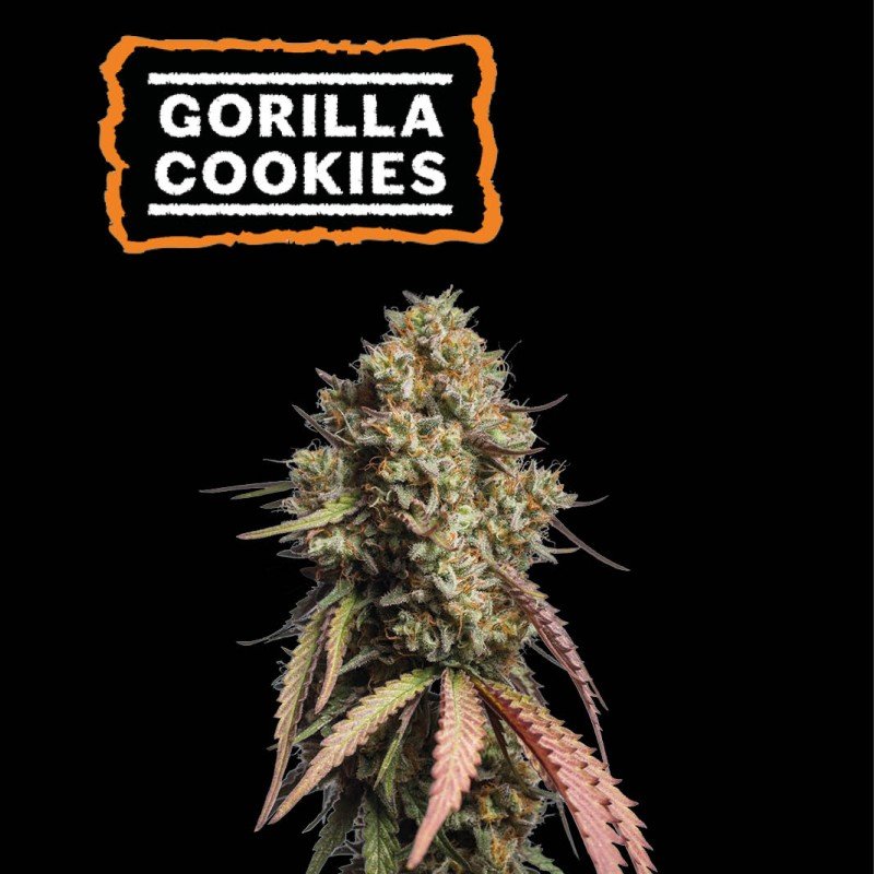 gorilla cookies auto seeds seedstockers