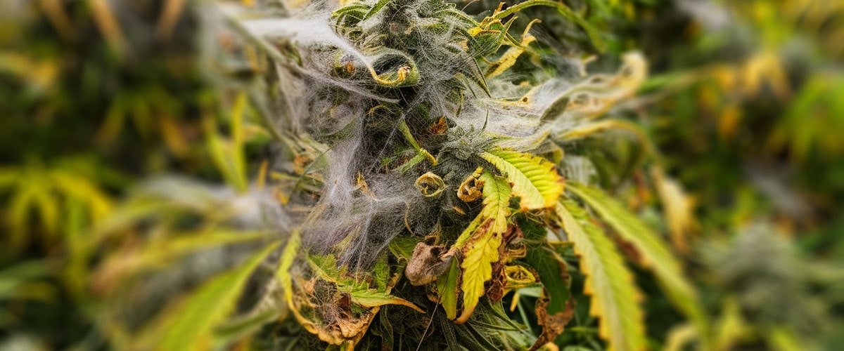 What Are Common Cannabis Pests & Insects