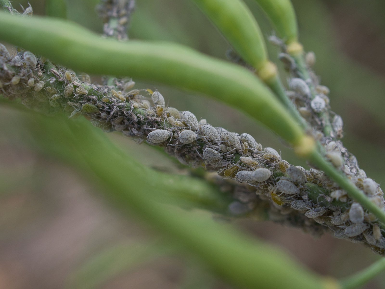 Common Cannabis Pests - Aphid