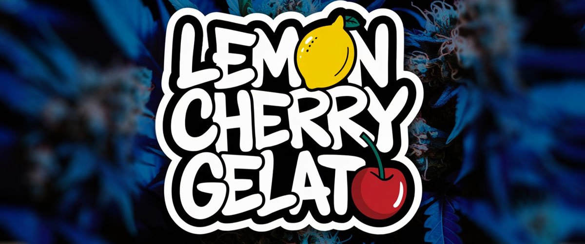 lemon cherry gelato cannabis strain review blog feature cover