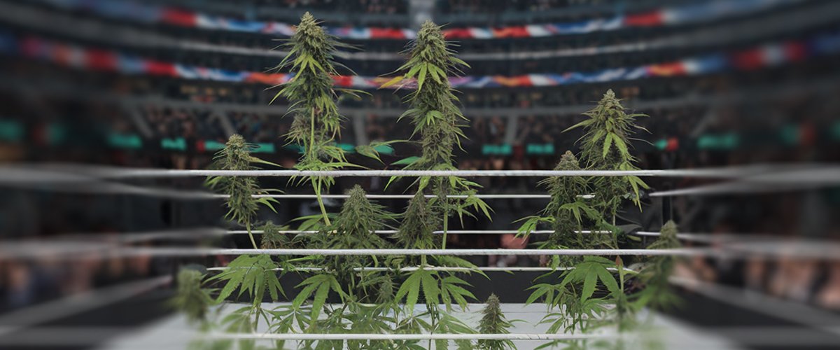 WWE Cannabis Policy - Michin Confirms Wrestlers Can Smoke Weed