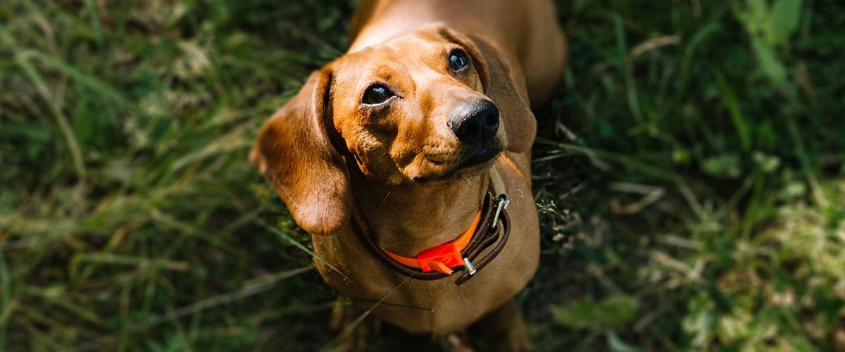 CBD For Dogs- Can CBD Help Canine Health?