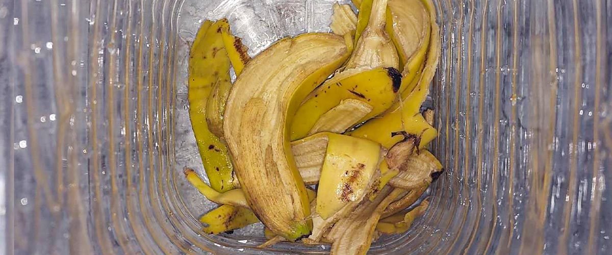 How To Make Banana Peel Fertilizer Tea