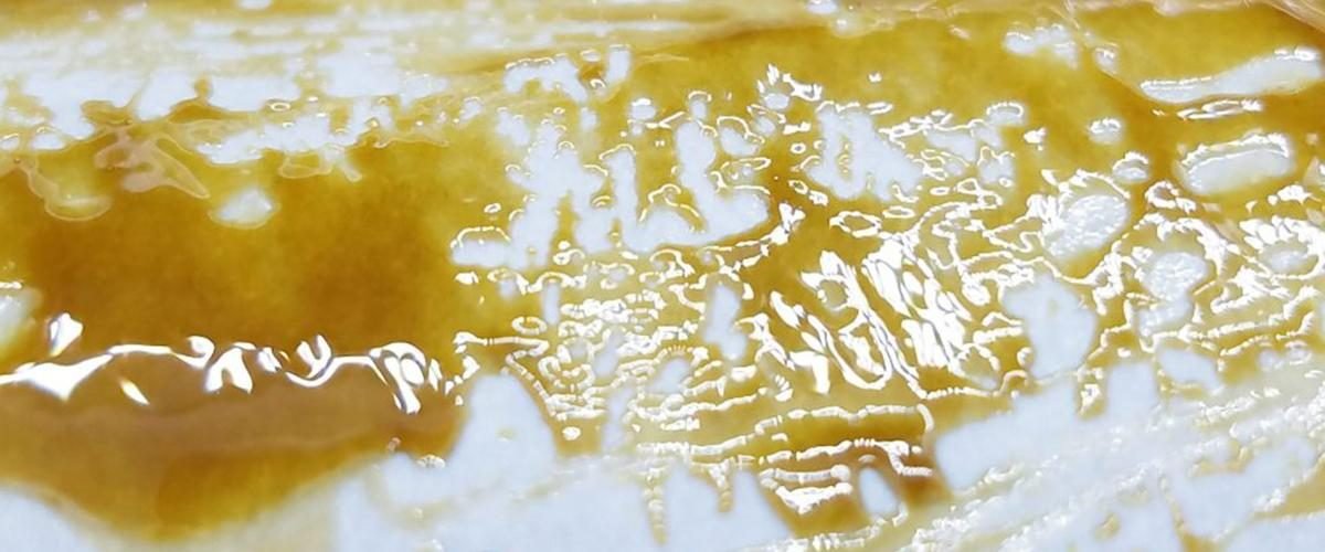 Solventless vs Solvent-Based Cannabis Concentrates Cover