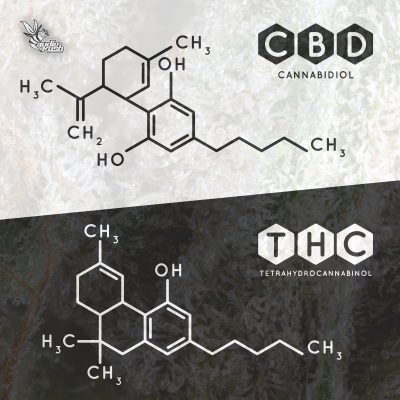 THC vs CBD-min
