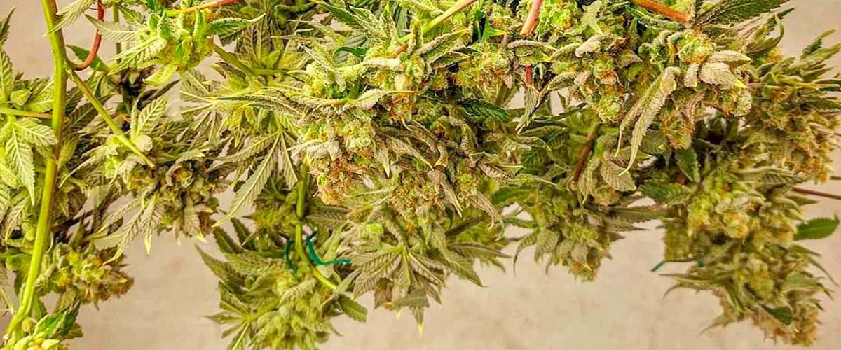 YOUR FIRST SUCCESSFUL CANNABIS HARVEST GUIDE