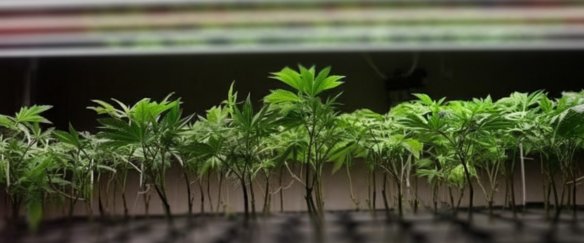 cloning autoflower cannabis plants is it possible