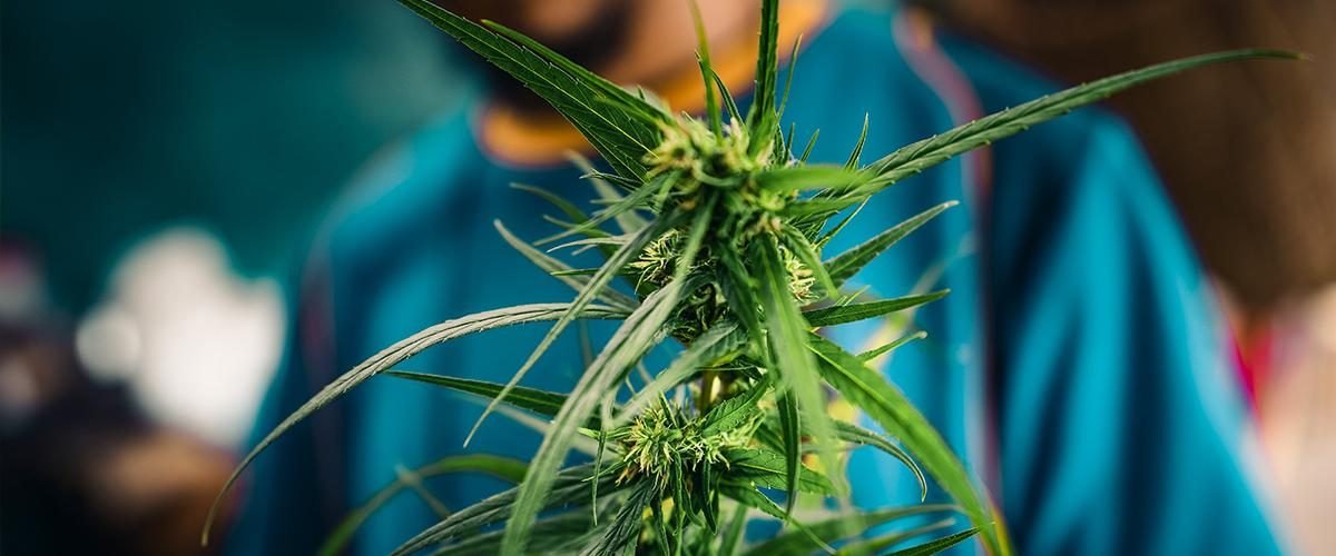 florida poll suppports cannabis ak